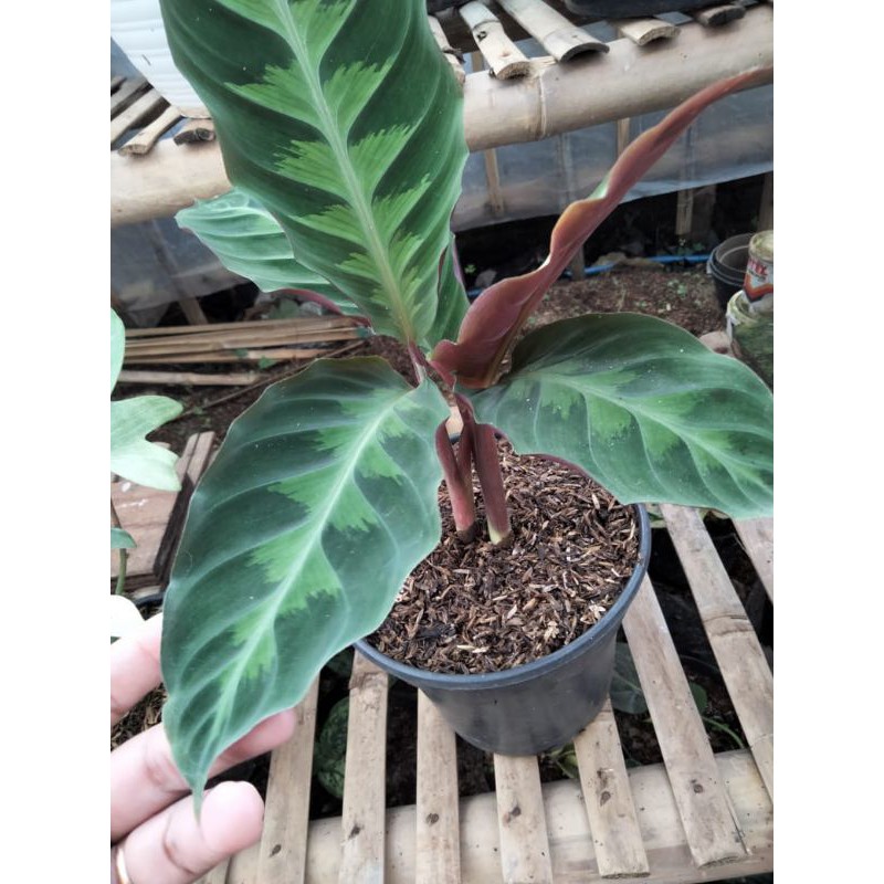 Detail Gambar Bunga Calathea Velvet Nomer 36