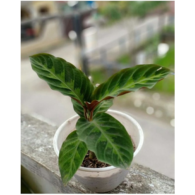 Detail Gambar Bunga Calathea Velvet Nomer 42