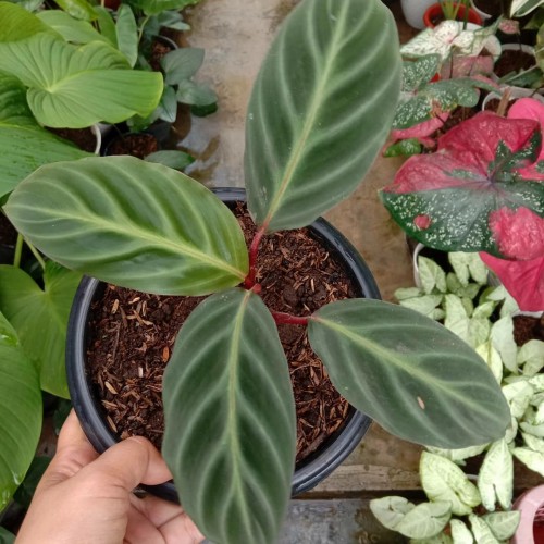 Detail Gambar Bunga Calathea Velvet Nomer 52