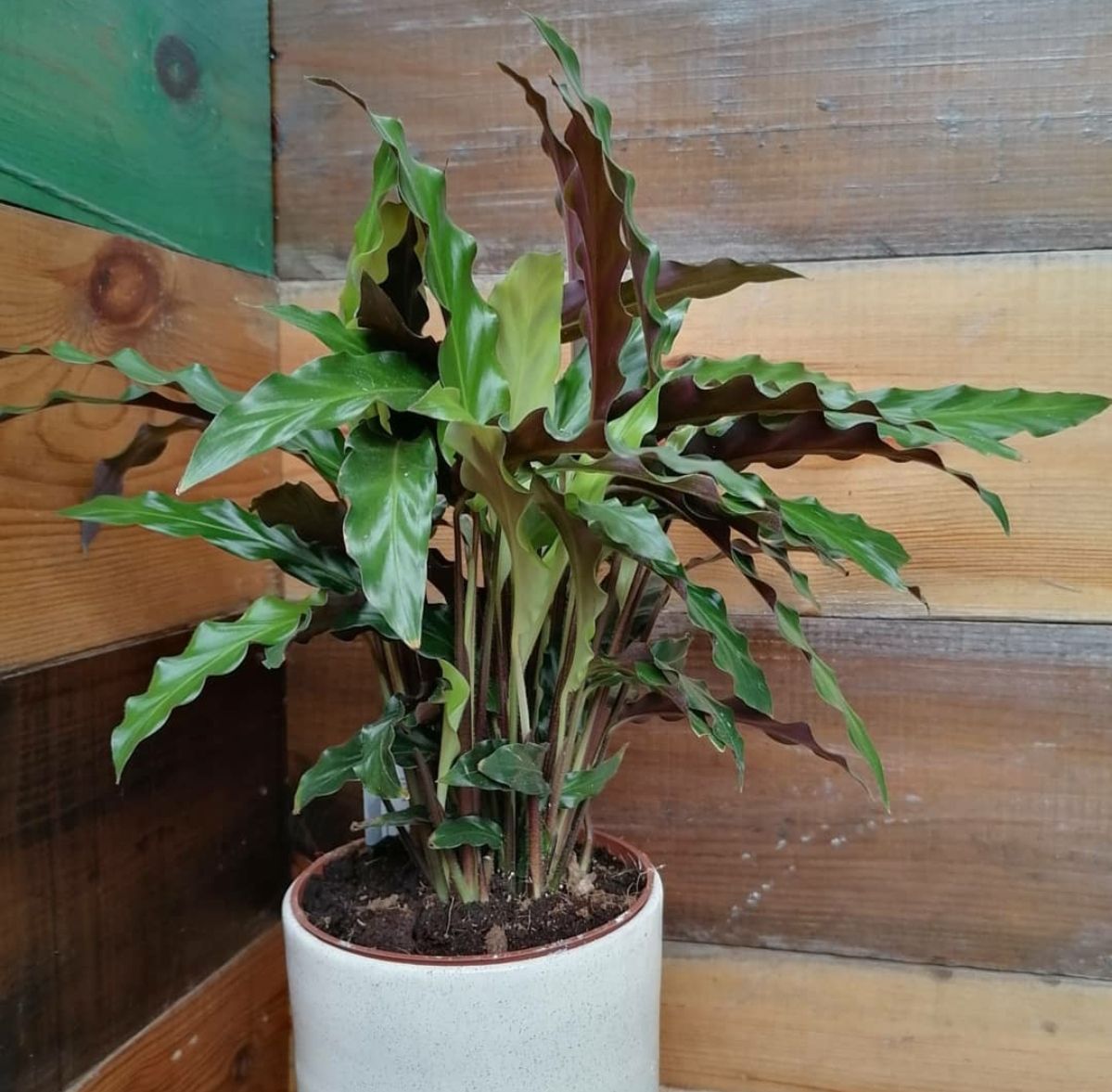 Detail Gambar Bunga Calathea Velvet Nomer 8