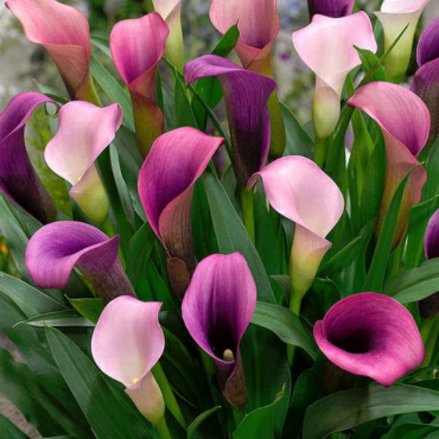 Detail Gambar Bunga Calla Lily Nomer 23