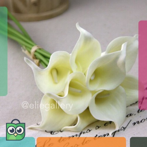 Detail Gambar Bunga Calla Lily Nomer 46