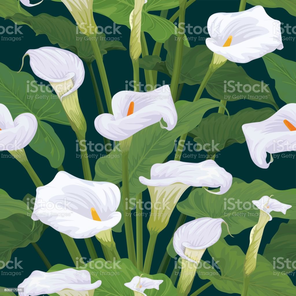 Detail Gambar Bunga Calla Lily Nomer 47