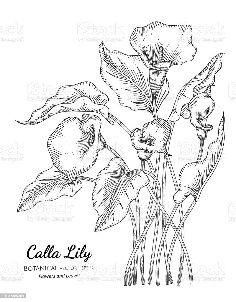 Detail Gambar Bunga Calla Lily Nomer 55