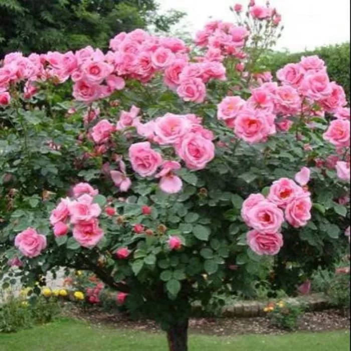 Detail Gambar Bunga Camelia Nomer 30