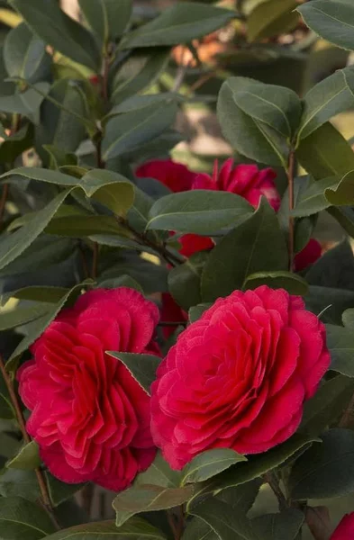 Detail Gambar Bunga Camelia Nomer 33