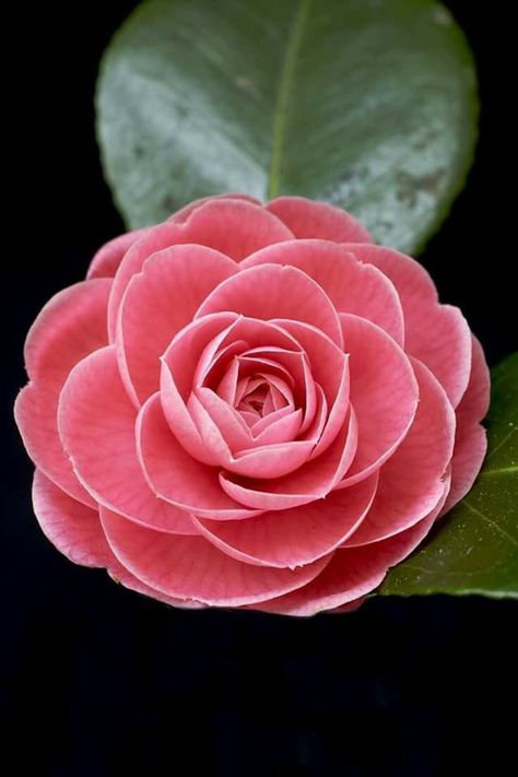 Detail Gambar Bunga Camelia Pink Nomer 41