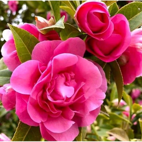 Detail Gambar Bunga Camelia Pink Nomer 47