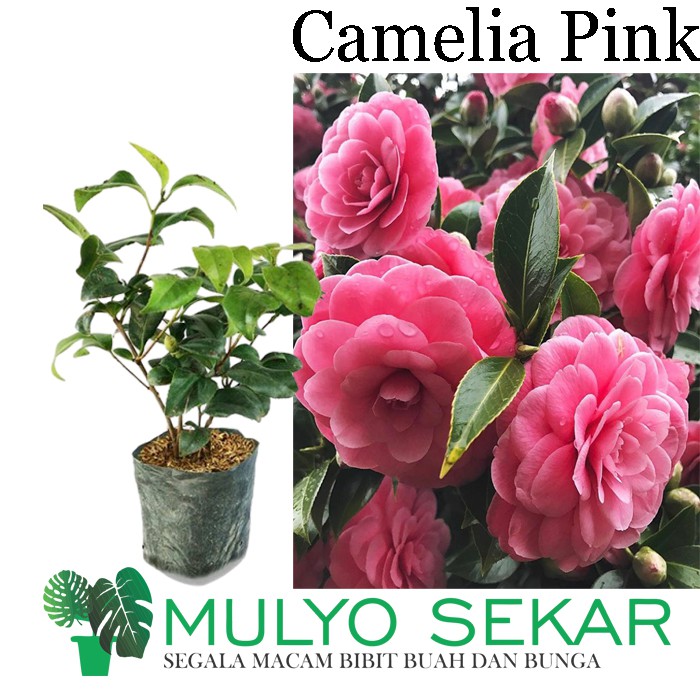 Detail Gambar Bunga Camelia Pink Nomer 49