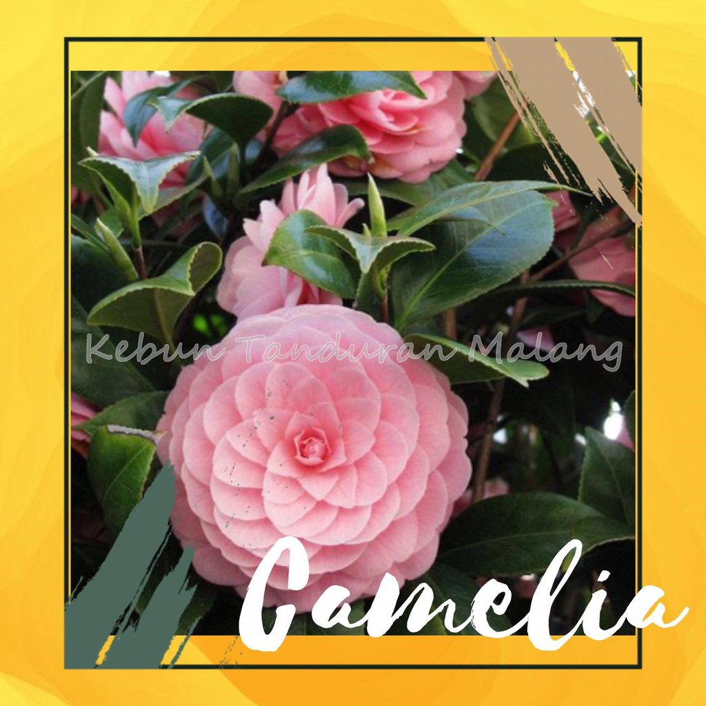 Detail Gambar Bunga Camelia Pink Nomer 56