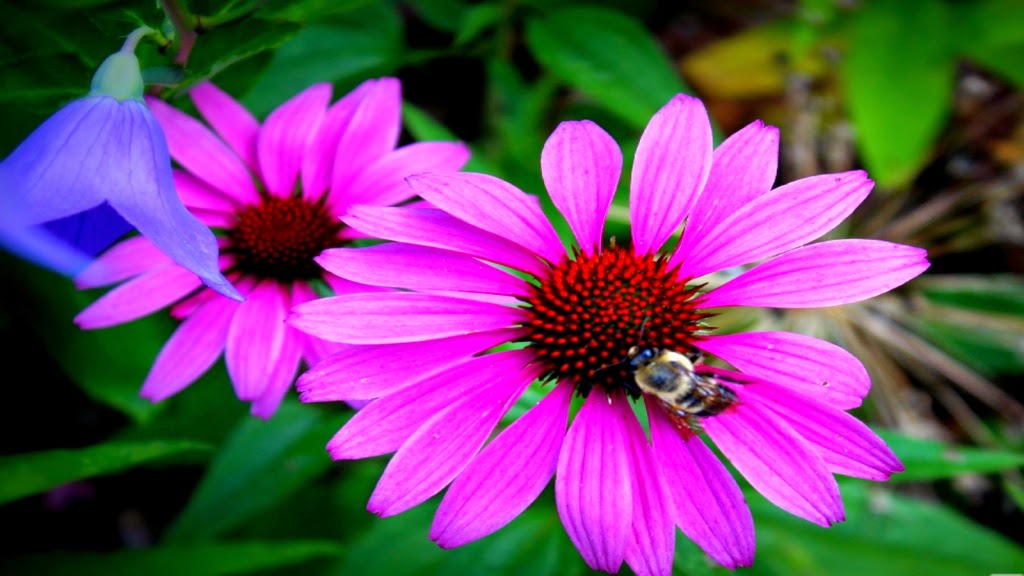 Download Gambar Bunga Cantik Nomer 15