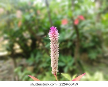 Detail Gambar Bunga Cantik Cantik Nomer 32
