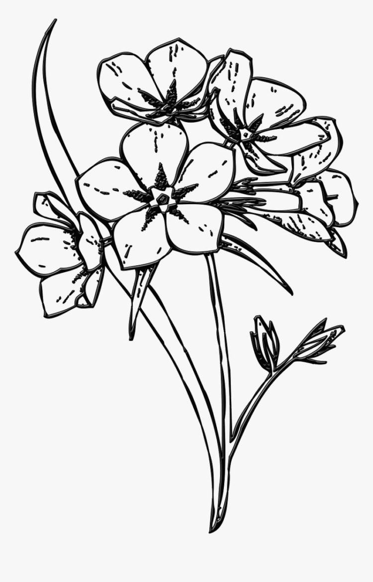 Detail Gambar Bunga Cantik Dan Mudah Digambar Nomer 37