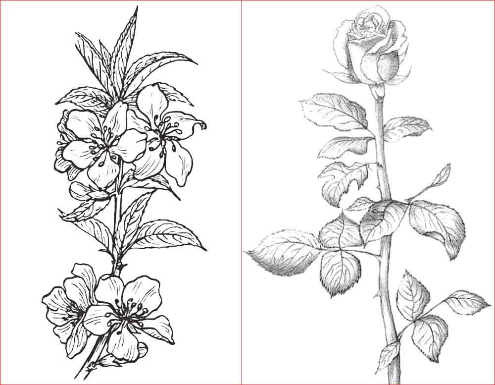 Detail Gambar Bunga Cantik Dan Mudah Digambar Nomer 5