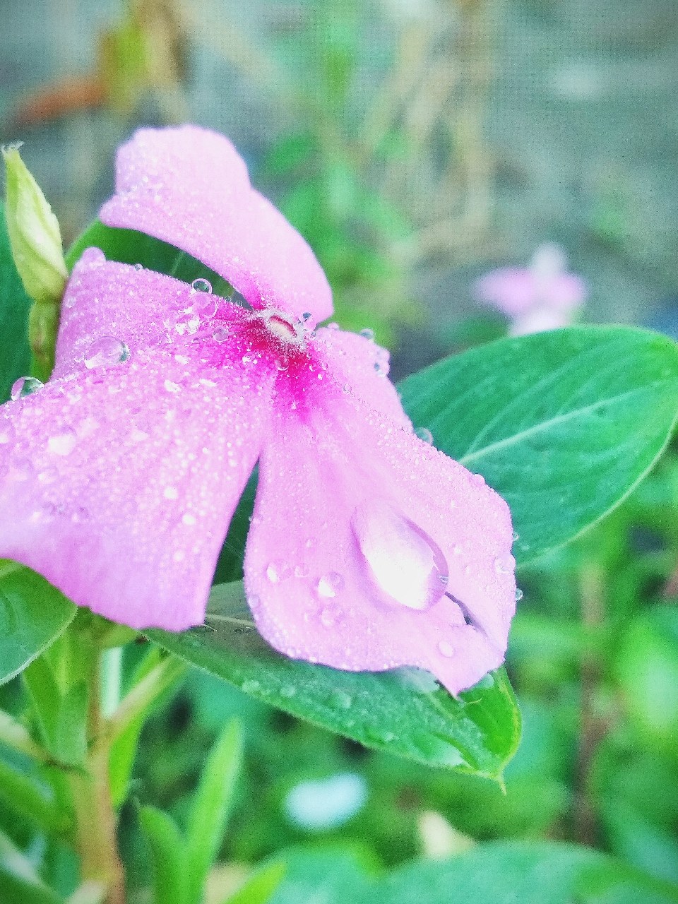 Detail Gambar Bunga Cantik Di Pagi Hari Nomer 25