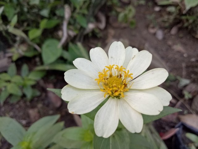 Detail Gambar Bunga Cantik Di Pagi Hari Nomer 31