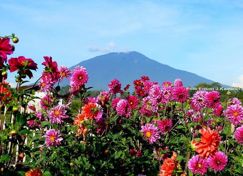 Detail Gambar Bunga Cantik Di Pagi Hari Nomer 32