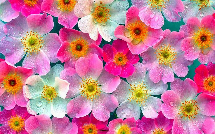 Detail Gambar Bunga Cantik Hd Nomer 14
