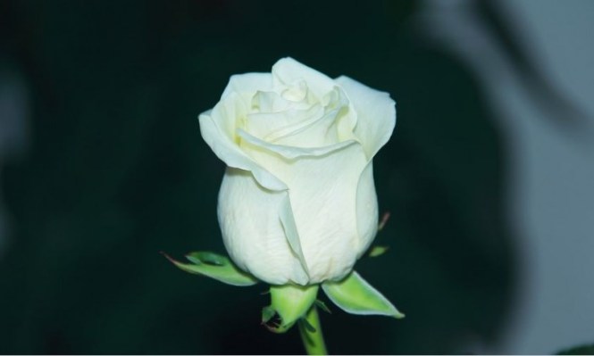 Detail Gambar Bunga Cantik Hitam Putih Nomer 22