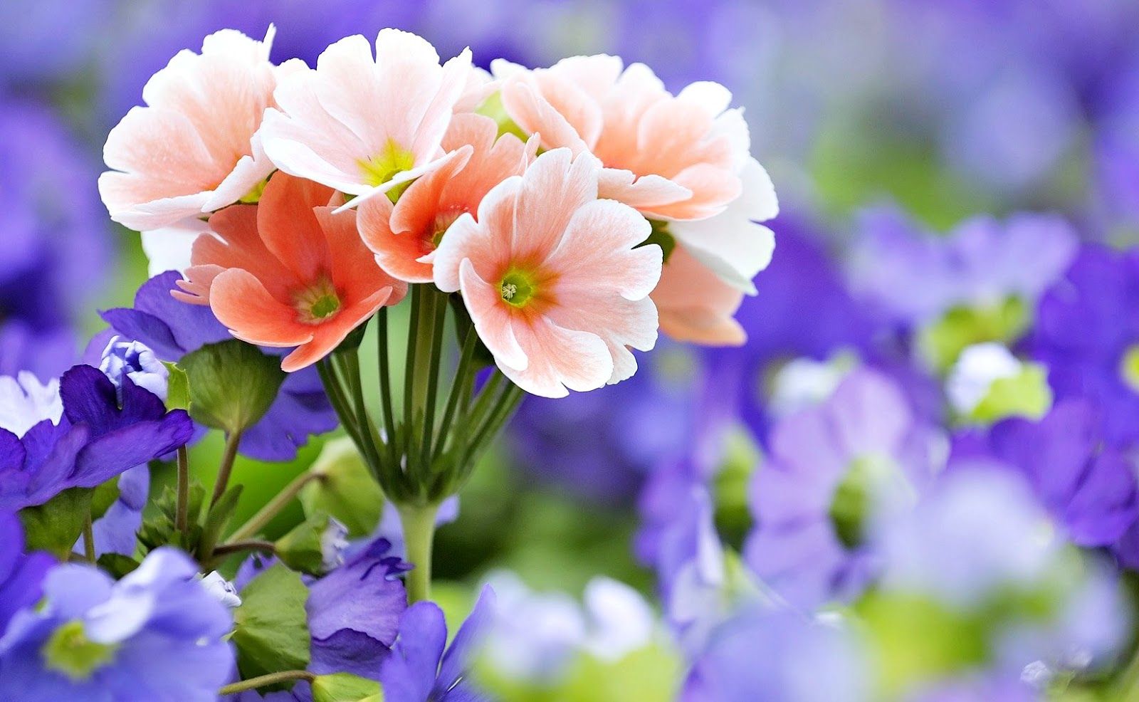 Download Gambar Bunga Cantik Indah Nomer 2