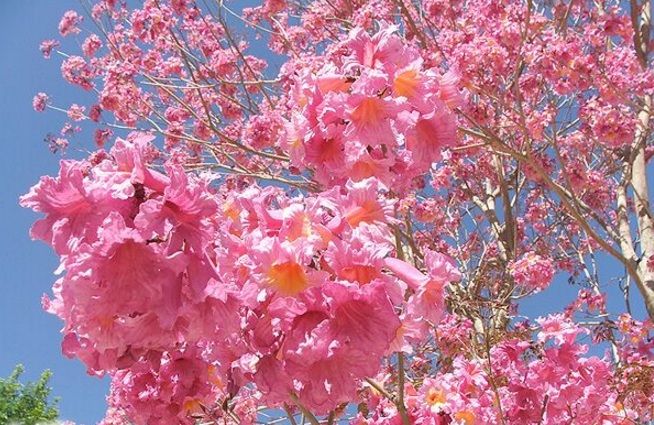 Download Gambar Bunga Cantik Indah Nomer 5