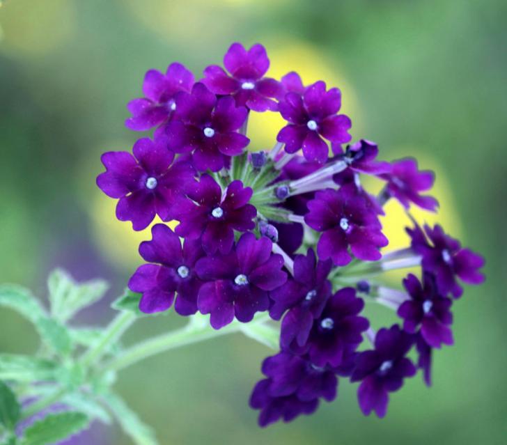 Detail Gambar Bunga Cantik Indah Nomer 44