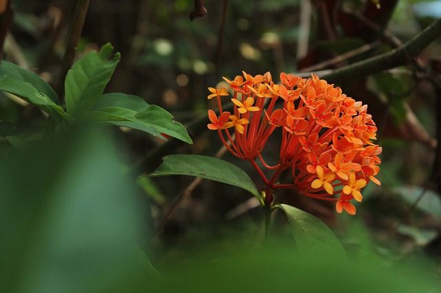 Detail Gambar Bunga Cantik Indah Nomer 47