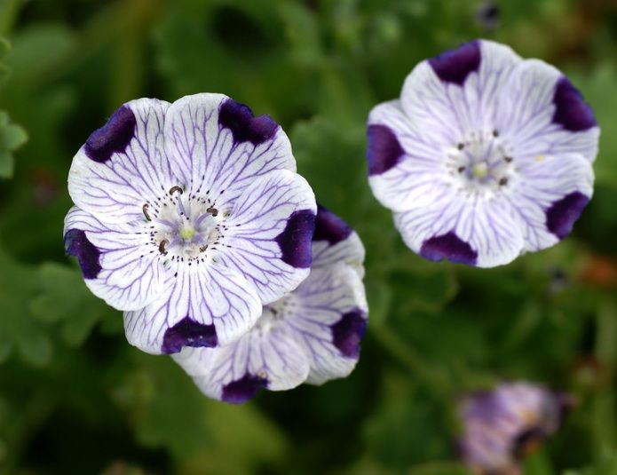Detail Gambar Bunga Cantik Indah Nomer 50