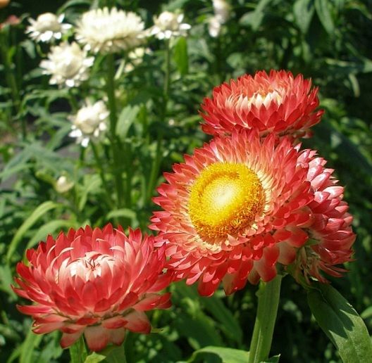 Detail Gambar Bunga Cantik Indah Nomer 57