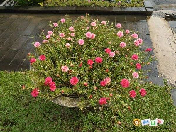 Detail Gambar Bunga Cantik Manis Nomer 2