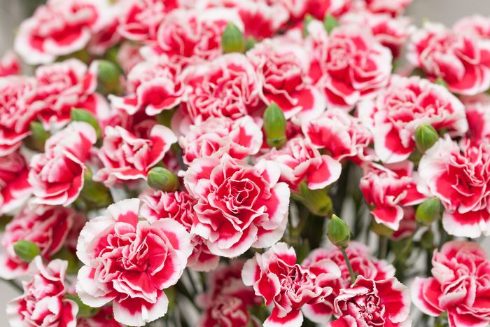 Detail Gambar Bunga Cantik Manis Nomer 16