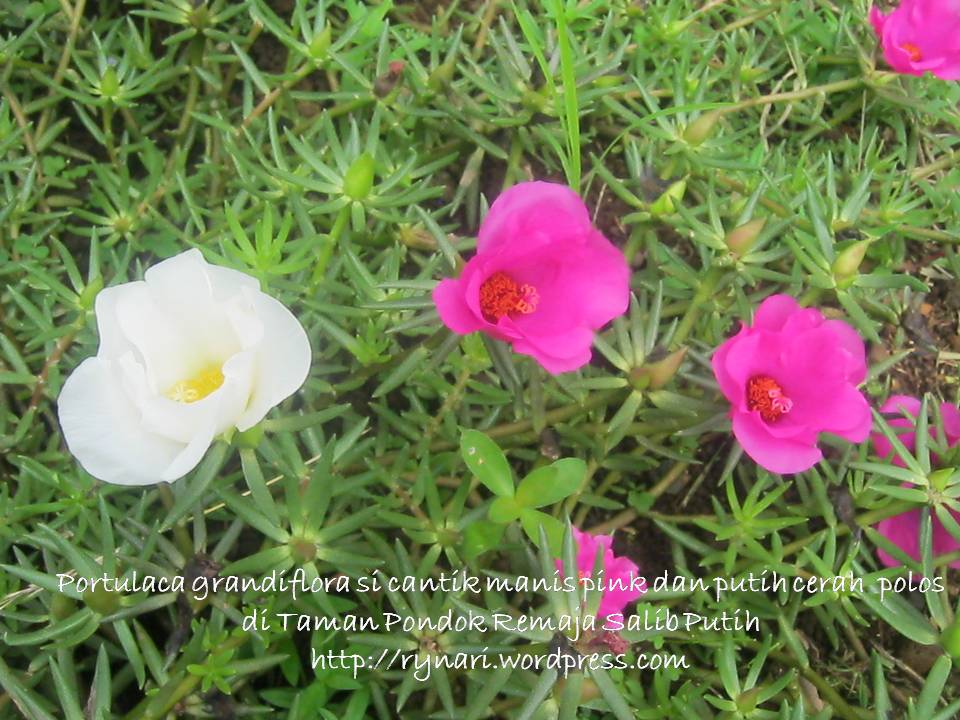 Detail Gambar Bunga Cantik Manis Nomer 24