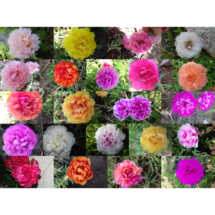 Detail Gambar Bunga Cantik Manis Nomer 26