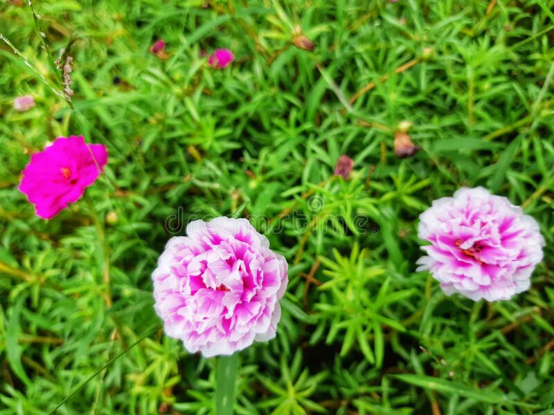 Detail Gambar Bunga Cantik Manis Nomer 32