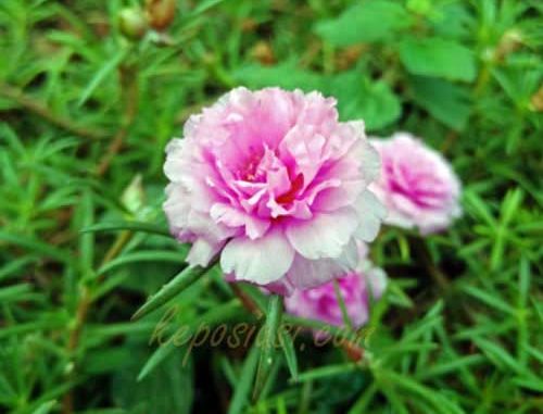 Detail Gambar Bunga Cantik Manis Nomer 34