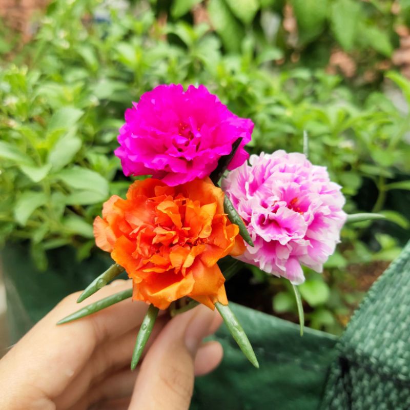 Detail Gambar Bunga Cantik Manis Nomer 35