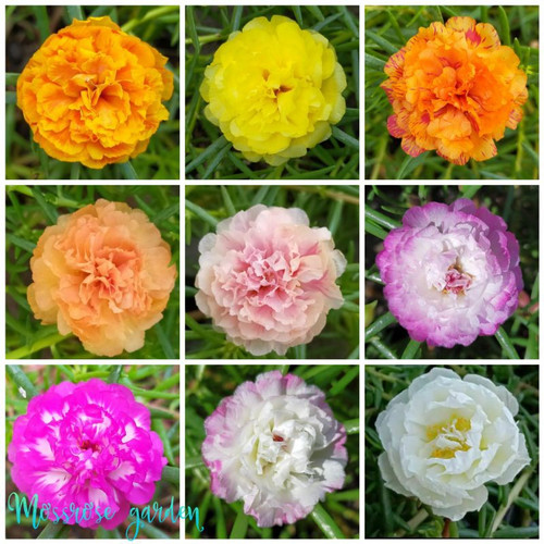 Detail Gambar Bunga Cantik Manis Nomer 42