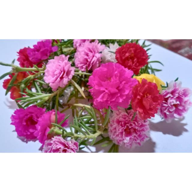 Detail Gambar Bunga Cantik Manis Nomer 43