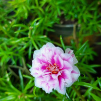 Detail Gambar Bunga Cantik Manis Nomer 46
