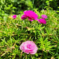 Detail Gambar Bunga Cantik Manis Nomer 49