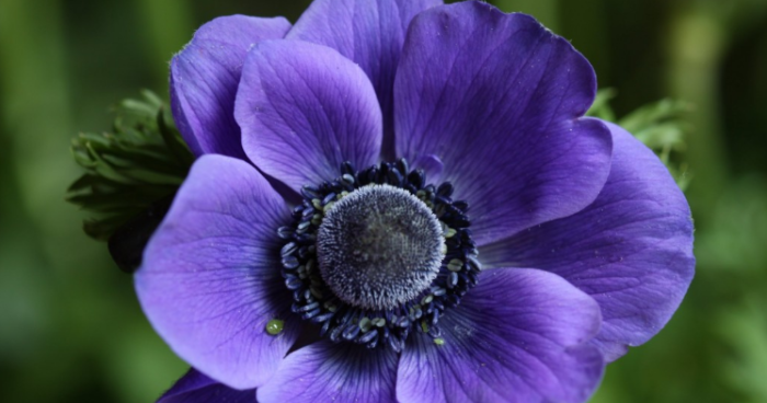 Detail Gambar Bunga Cantik Sedunia Nomer 35