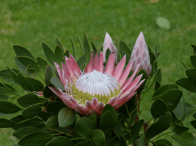 Detail Gambar Bunga Cantik Sedunia Nomer 48