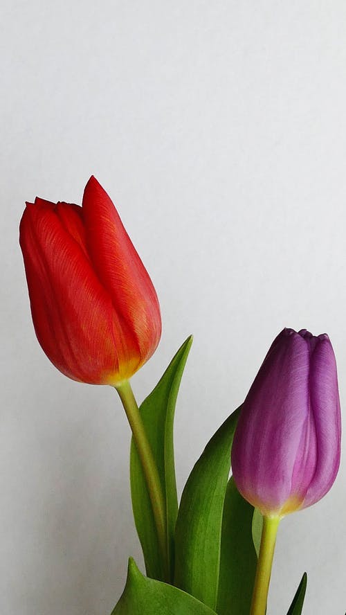 Detail Gambar Bunga Cantik Tulip Nomer 19