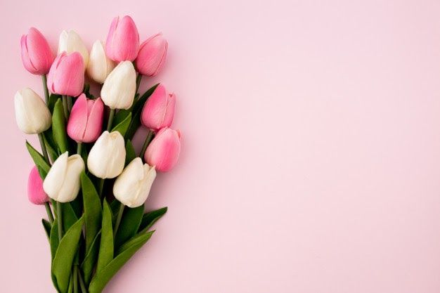Detail Gambar Bunga Cantik Tulip Nomer 4