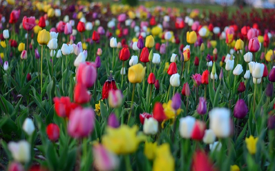Download Gambar Bunga Cantik Tulip Nomer 31