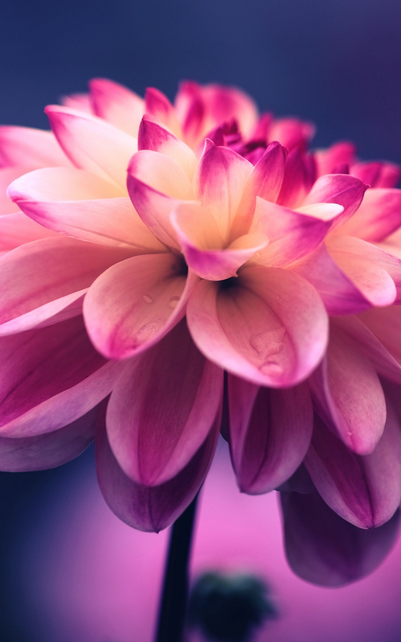 Detail Gambar Bunga Cantik Untuk Wallpaper Hp Nomer 21