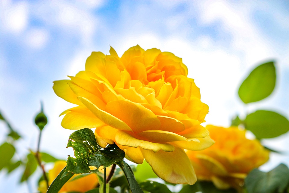 Detail Gambar Bunga Cantik Warna Kuning Nomer 14