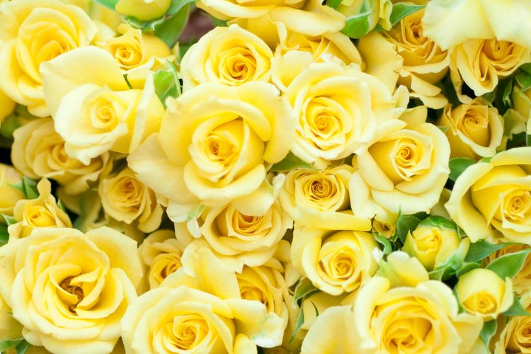 Download Gambar Bunga Cantik Warna Kuning Nomer 3
