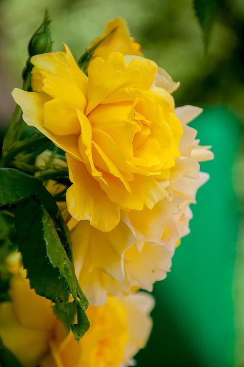Detail Gambar Bunga Cantik Warna Kuning Nomer 22