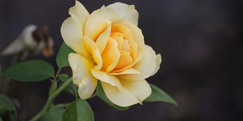 Detail Gambar Bunga Cantik Warna Kuning Nomer 50